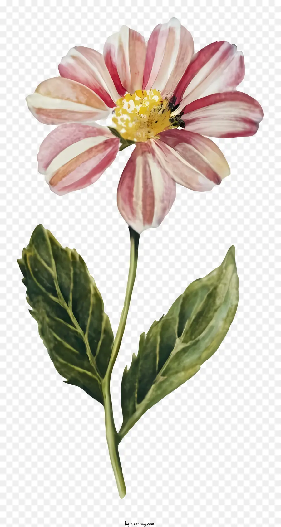 Peinture à L'aquarelle，Fleur Rose PNG