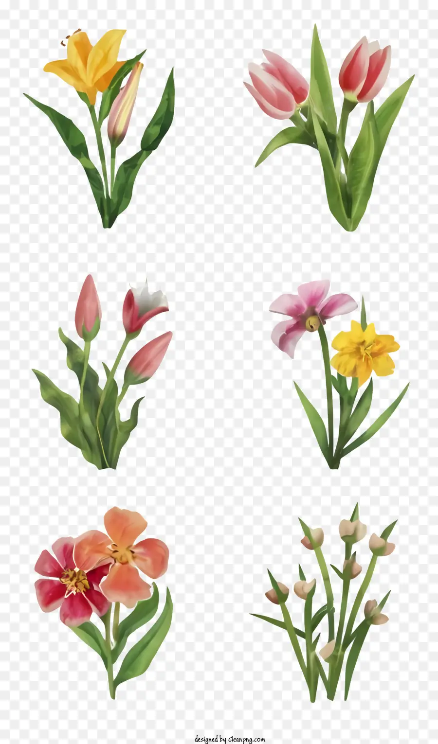 Aquarelle Fleurs，Tulipes Roses PNG