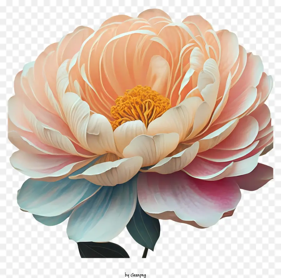 Fleurs De Pivoine，Fleur Rose PNG
