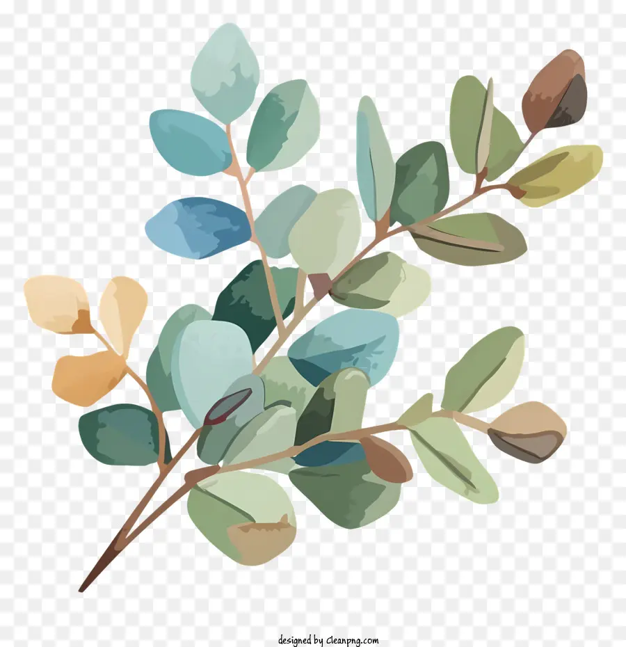 Image Graphique，Branche D'eucalyptus PNG