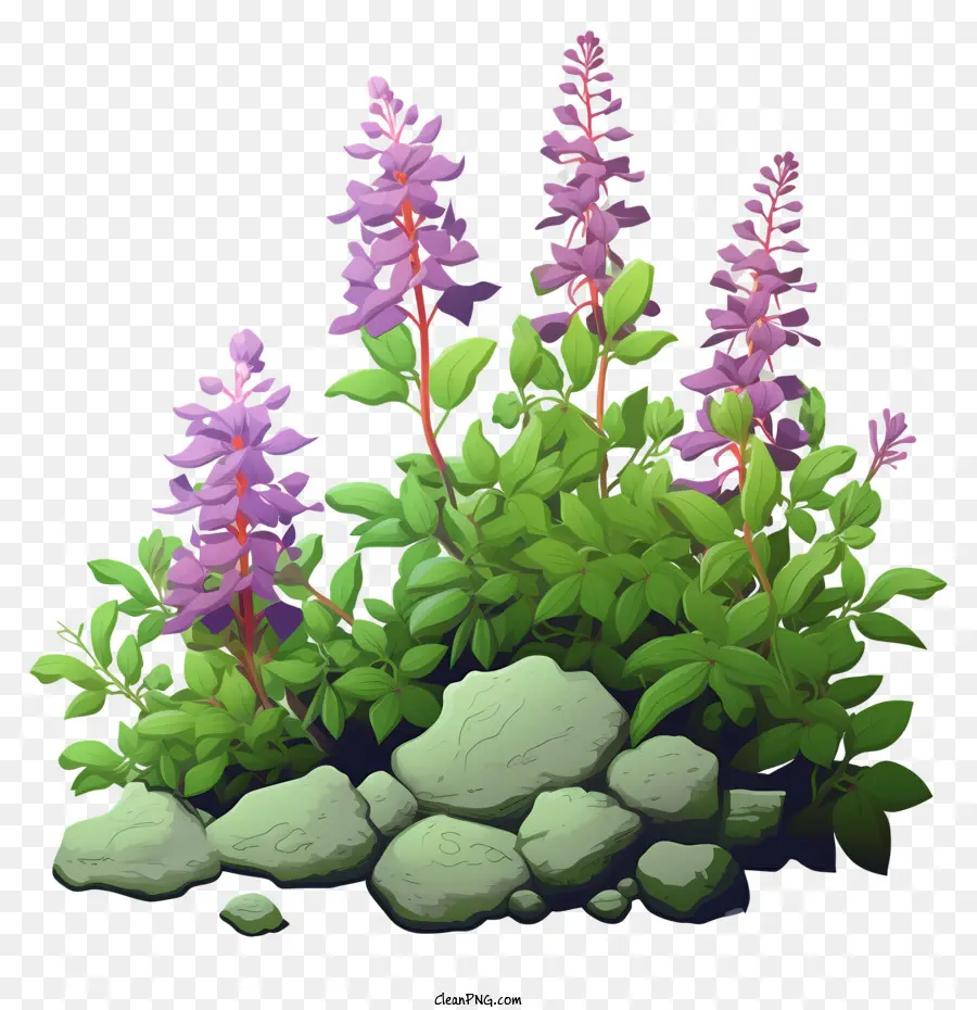 Plantes à Fleurs Violettes，Les Roches PNG