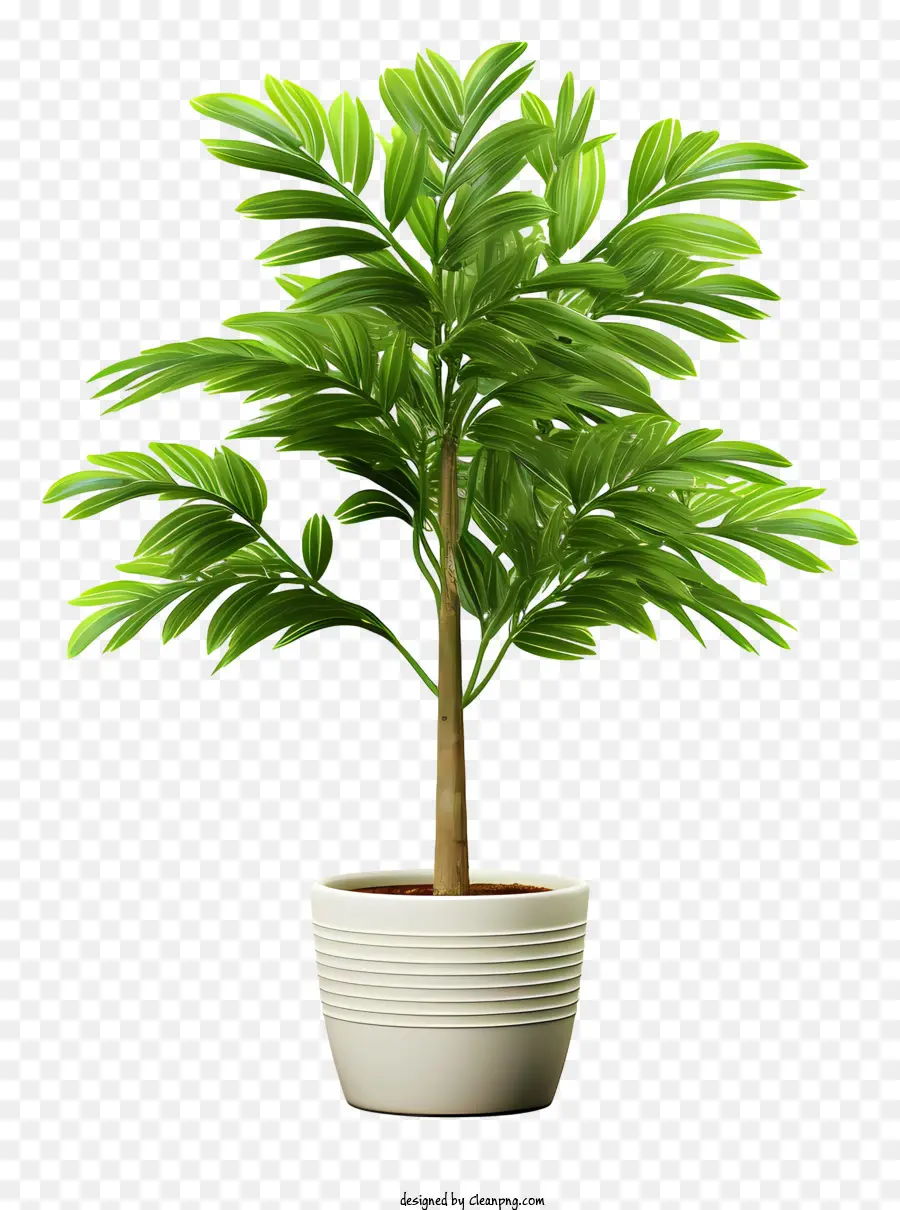 Plante En Pot Blanc，Plante Tropicale PNG