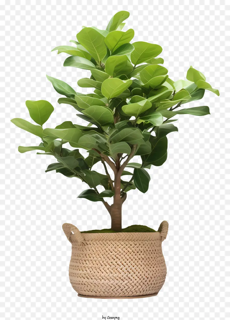 Ficus，Green Ficus PNG