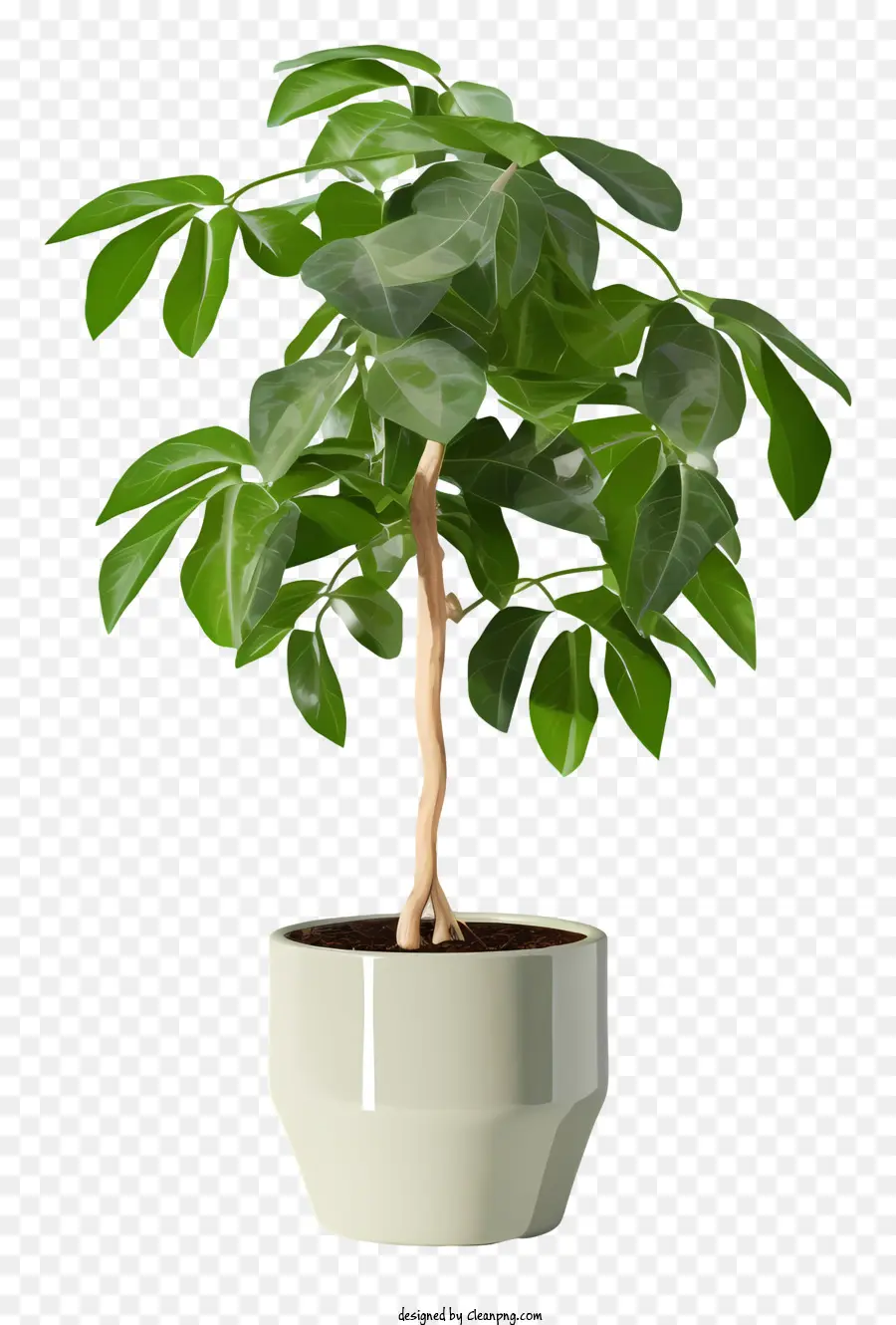 Petite Plante，Pot PNG