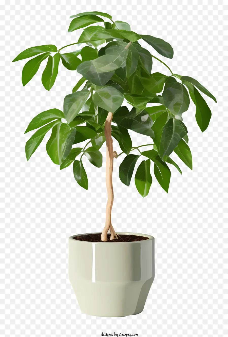 Petite Plante，Plante En Pot PNG