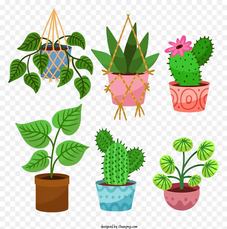 Les Plantes En Pot，Cactus PNG