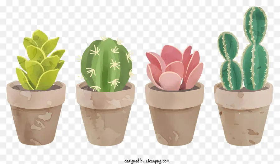 Cactus Plantes，Les Plantes En Pot PNG