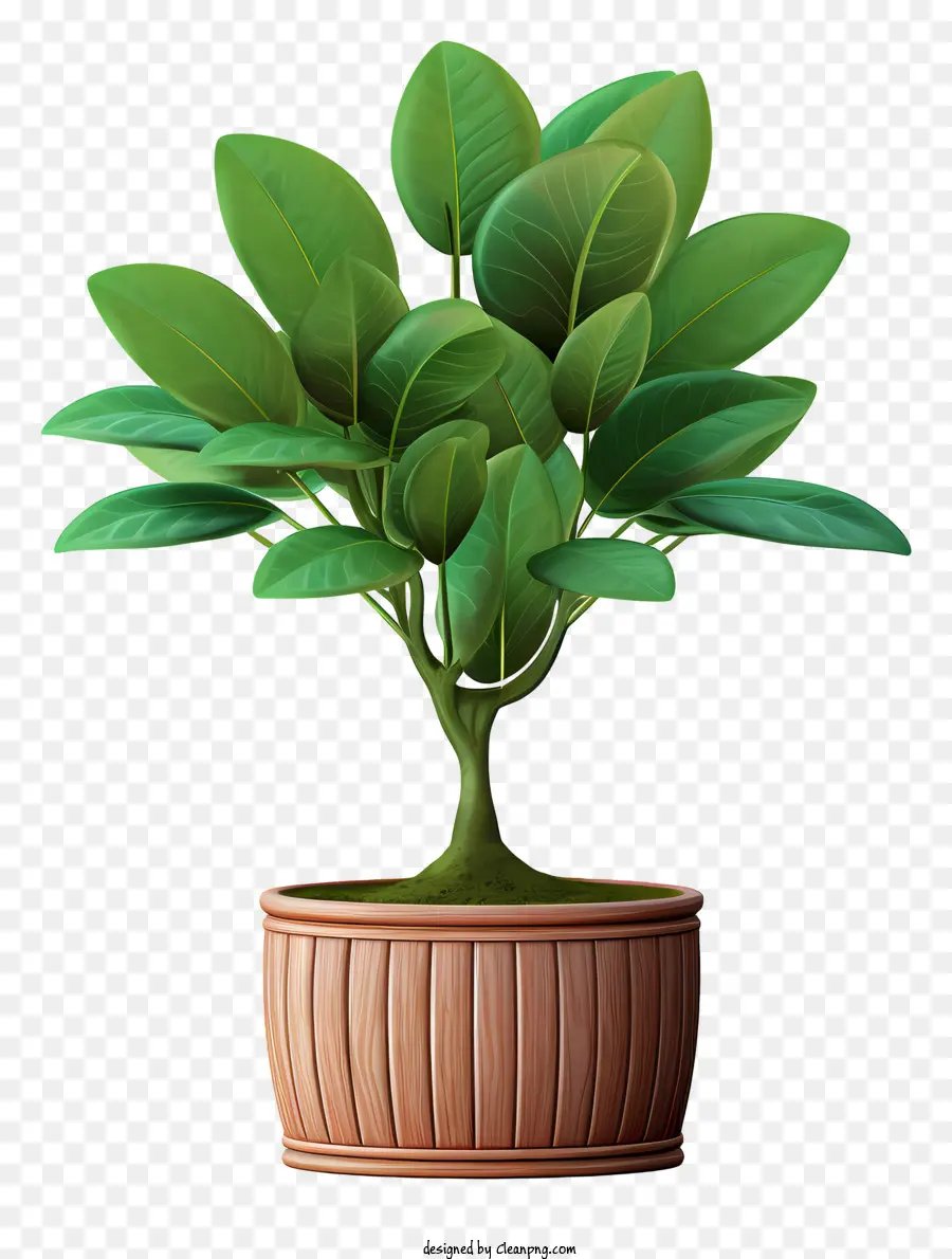 Plante Verte，Pot Avec Trou De Drainage PNG