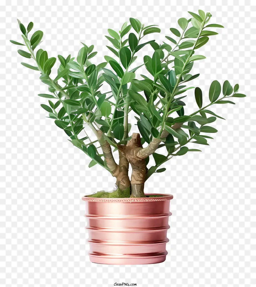 Petite Plante En Pot，Plante En Pot PNG