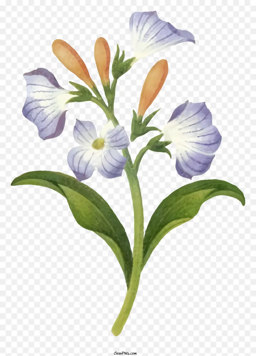 Fleur En Pleine Floraison，Fleur Vive PNG