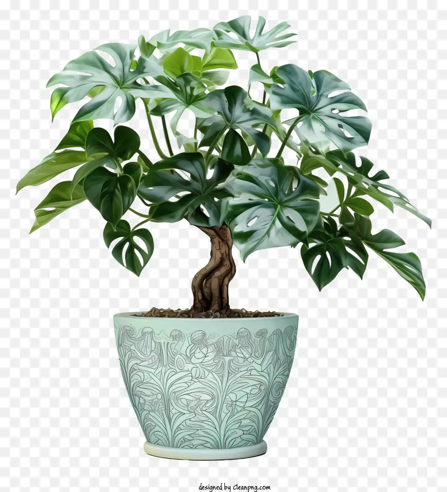 Plante De Fougère，Vert Pot PNG