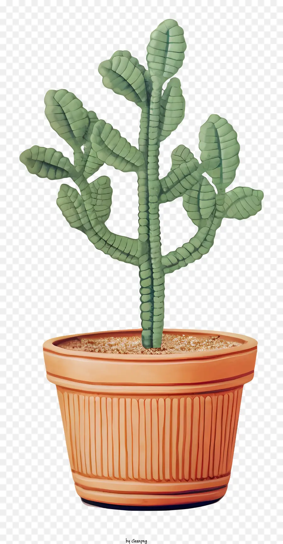 Petit Cactus En Pot，Cactus PNG