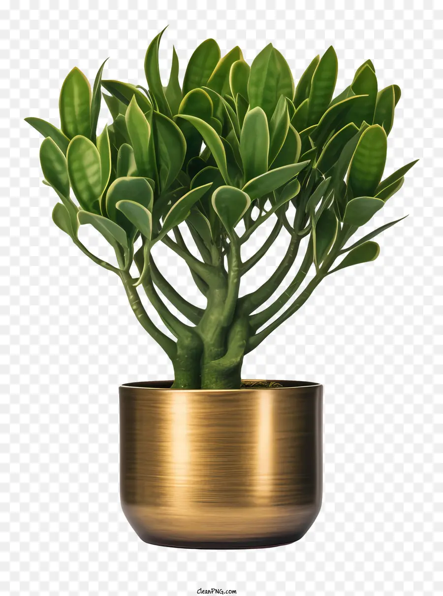 Ficus，Usine PNG