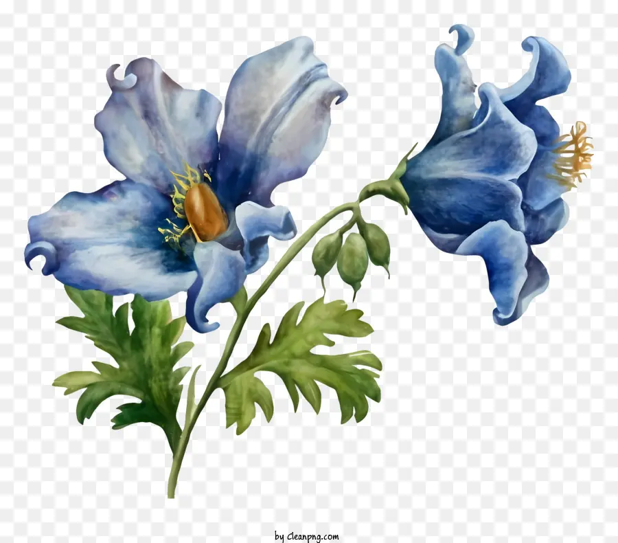 Fleur Bleue，Arrière Plan Noir PNG