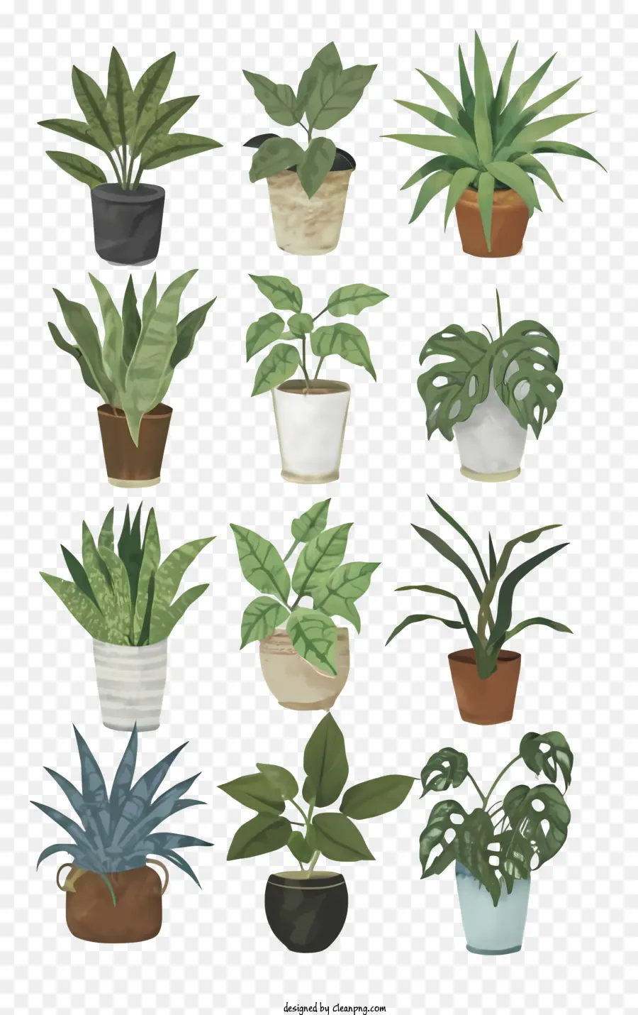 Les Plantes En Pot，Divers Types De Plantes PNG
