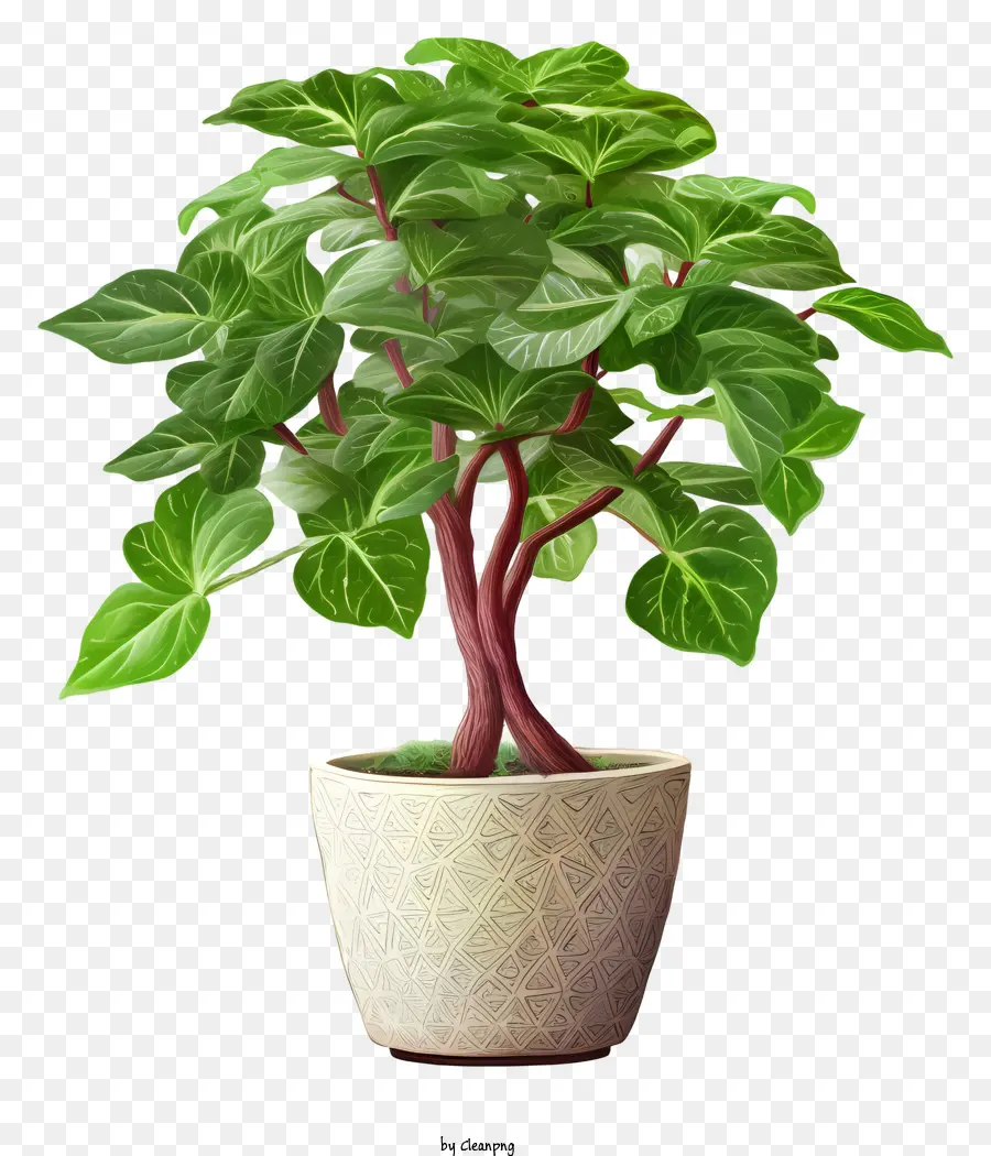 Plante En Pot，Feuilles Vertes PNG