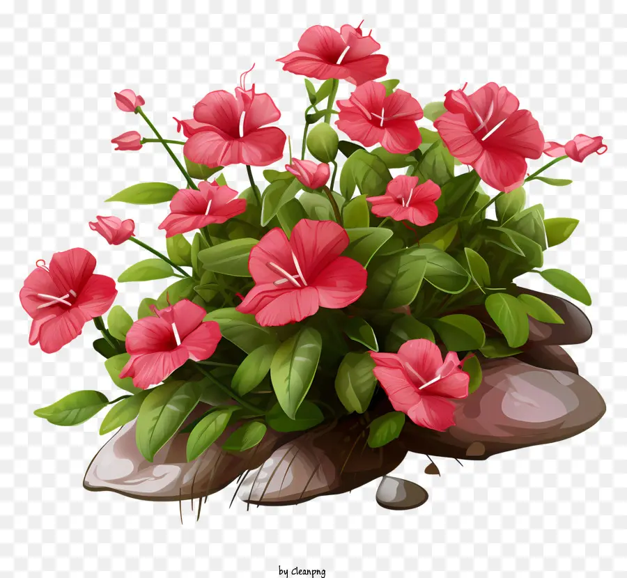 Fleur Rose，Fleurs Rouges PNG