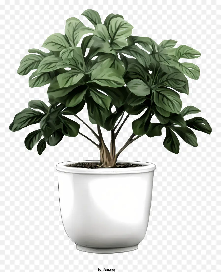 Grande Plante，Pot En Céramique Blanc PNG