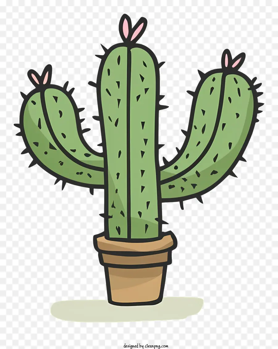 Plante De Cactus，Cactus PNG