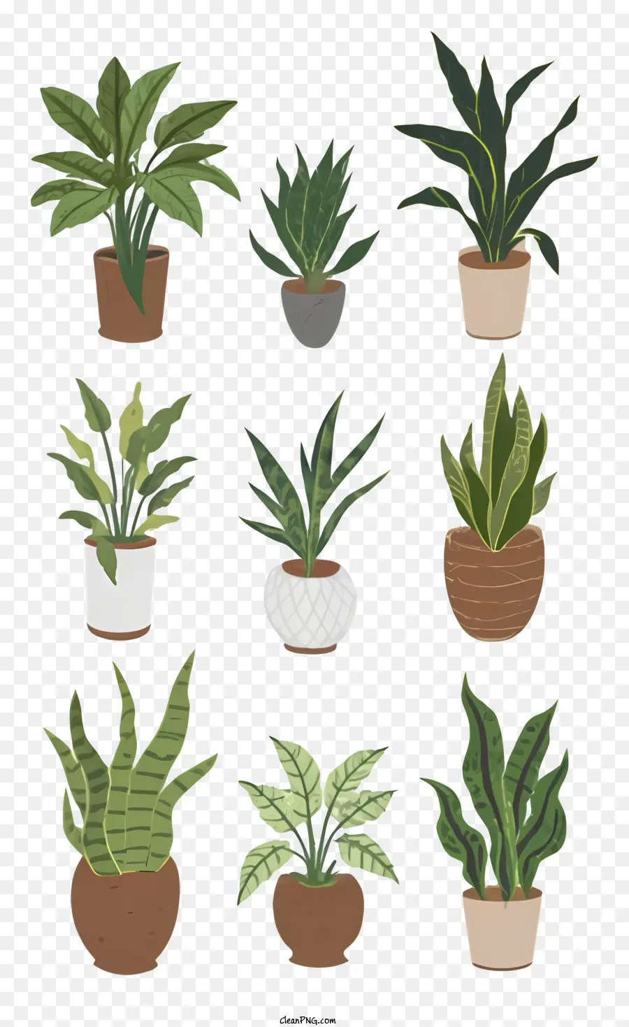 Les Plantes En Pot，Variété De Plantes PNG