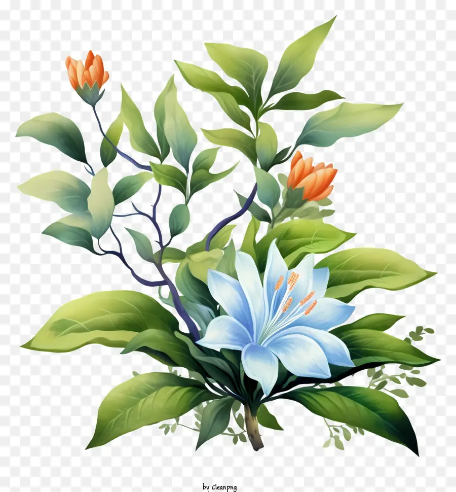 Lily Bleue，Coloré Fleur PNG