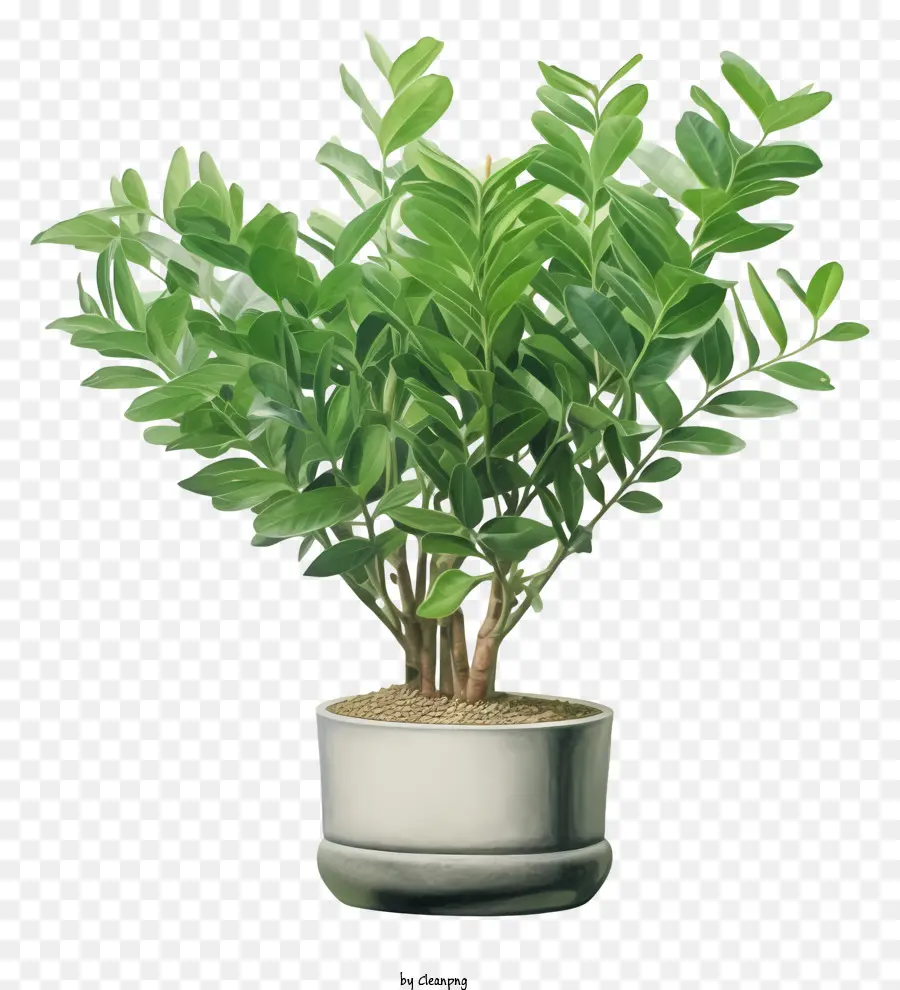 Petite Plante，Plante En Pot PNG