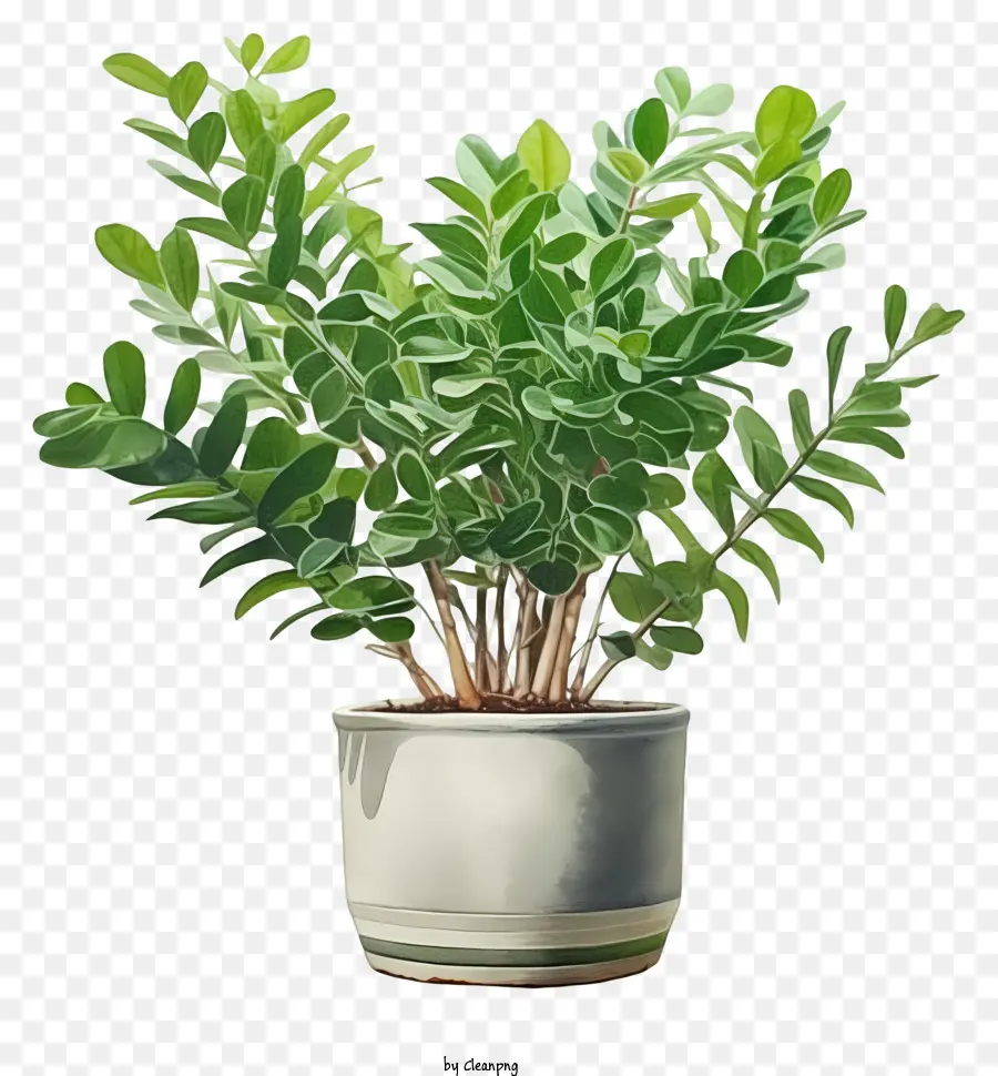 Plante En Pot，Blanc Pot PNG