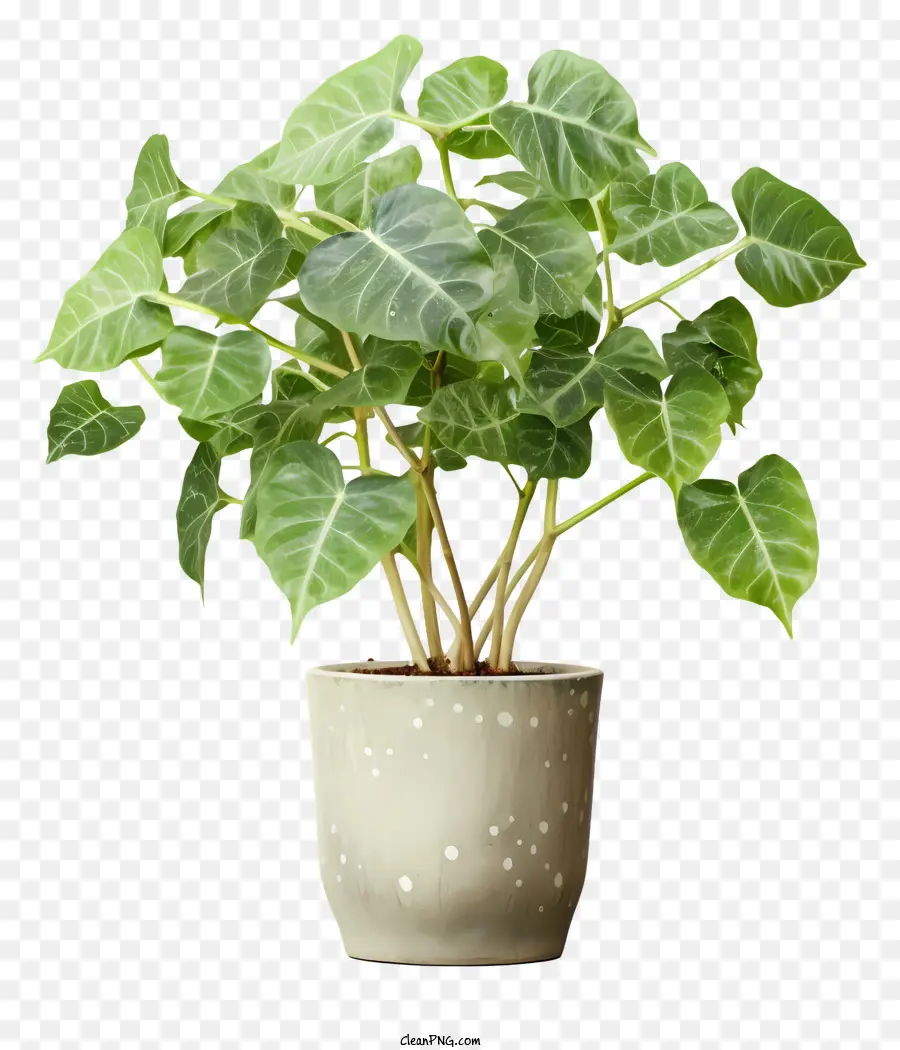 Plante Dans Un Pot，Feuilles Vertes PNG