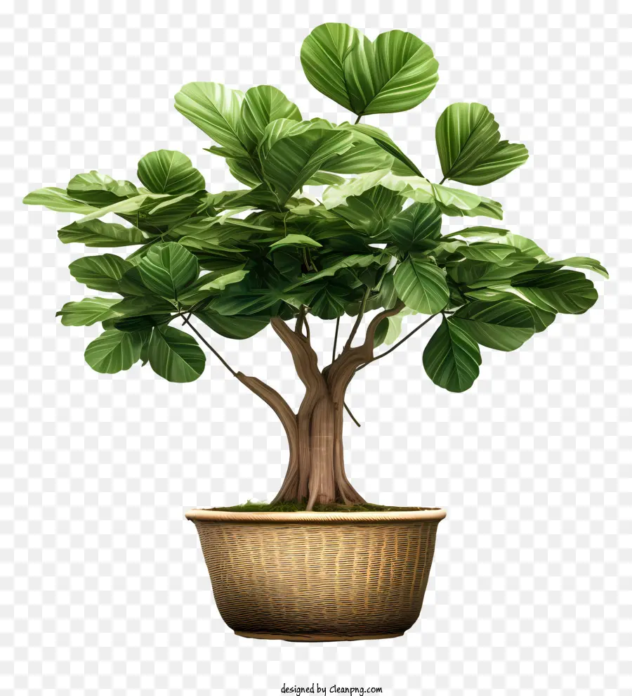 Bonsaï，Plante Verte PNG