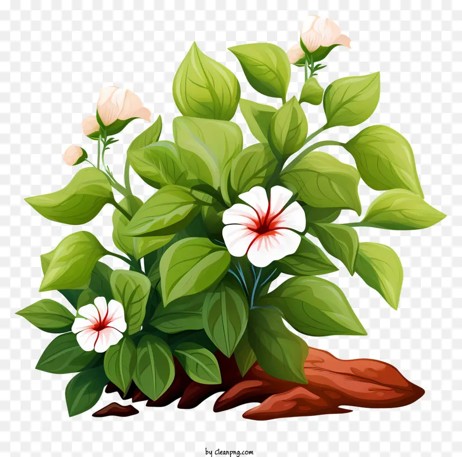 Plante，Fleurs Blanches PNG