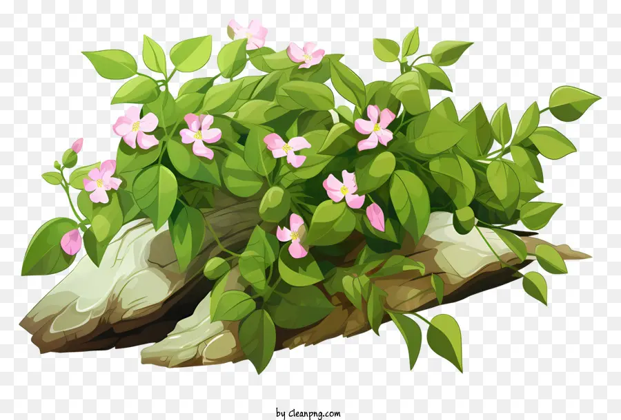 Vigne，Plante à Fleurs PNG