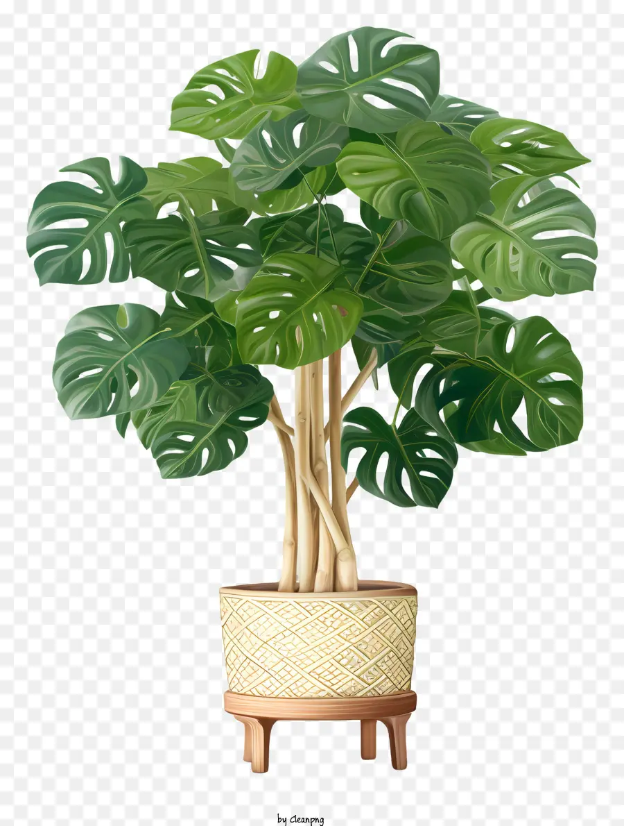 Grande Plante，Plante Verte PNG