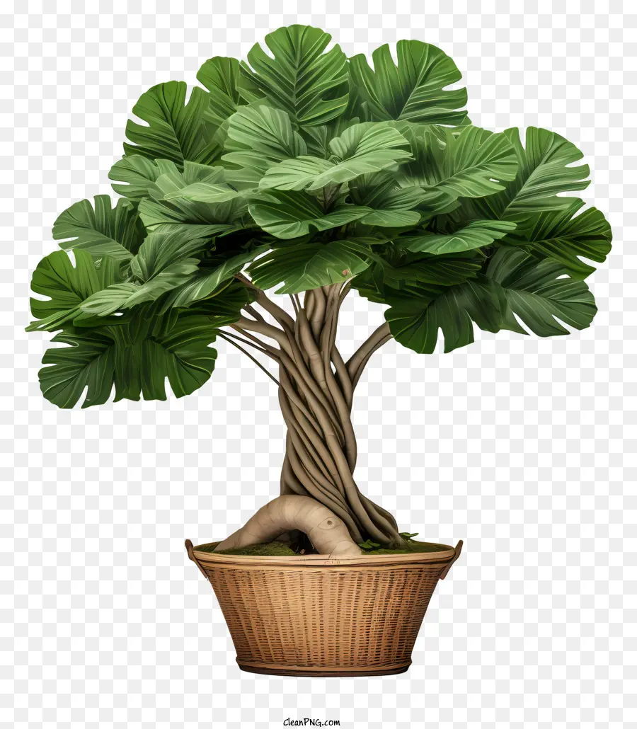 Bonsaï，Plante Verte PNG