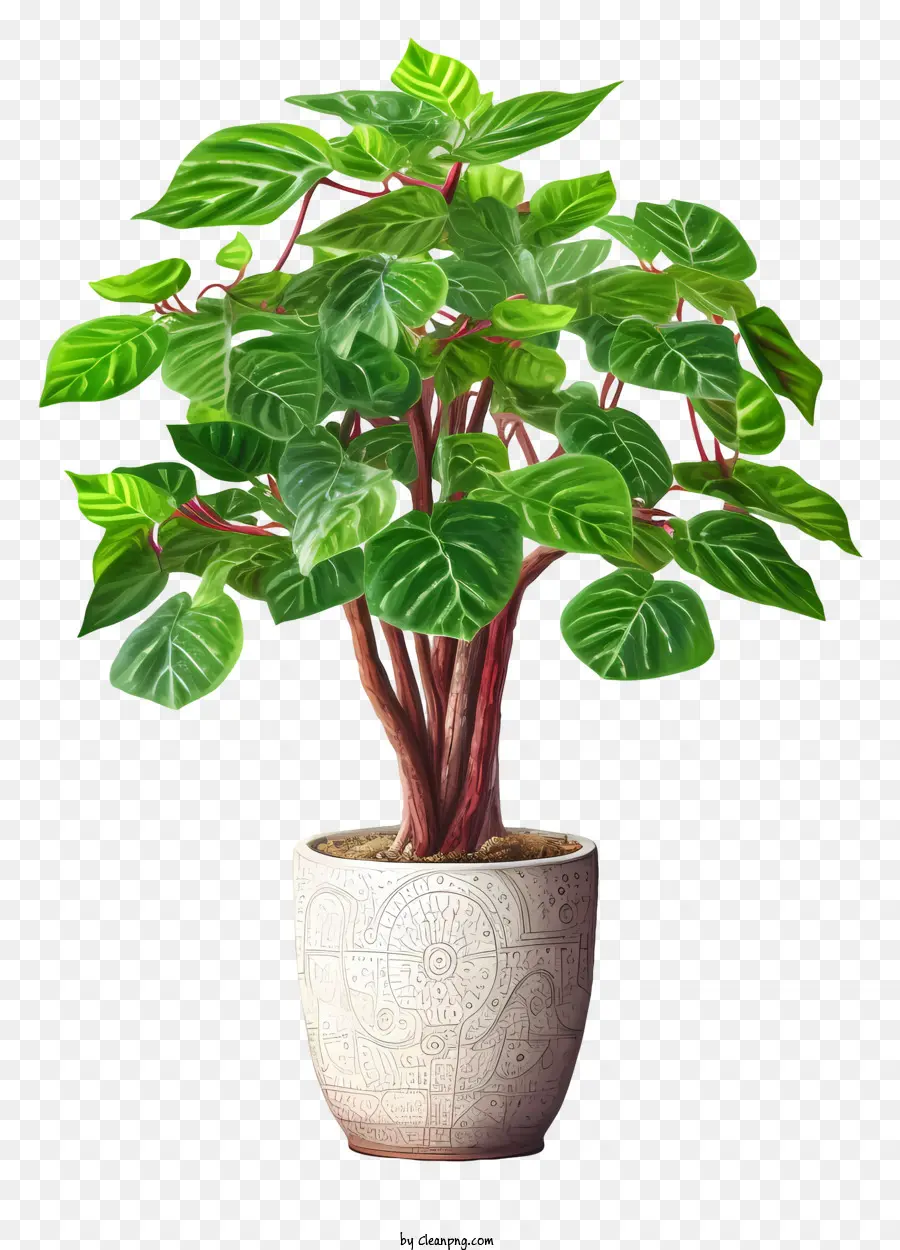 Plante Verte，Vase Blanc PNG