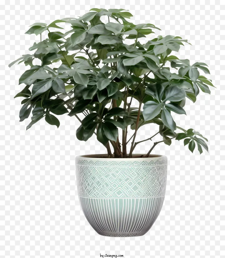 Plante En Pot，Vert PNG