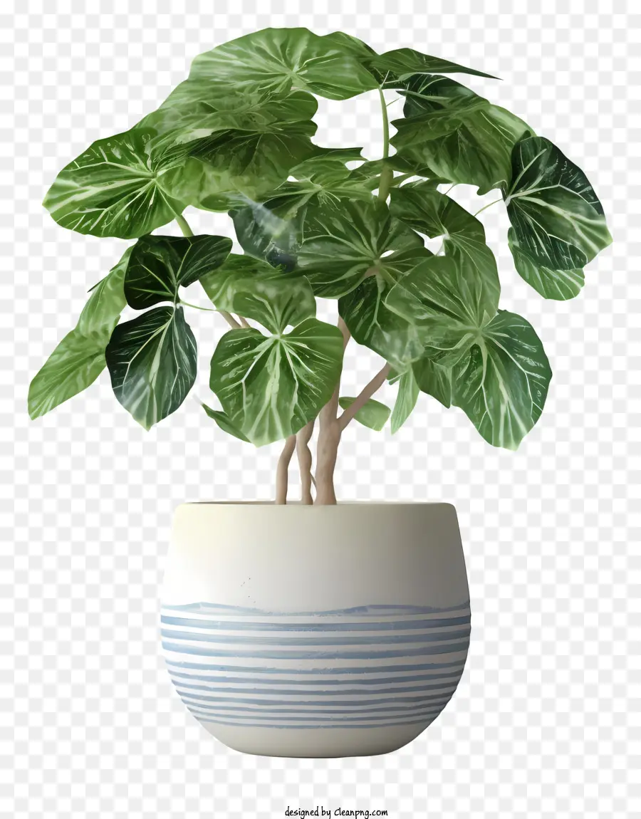 Plante En Pot En Céramique，Plante Succulente PNG