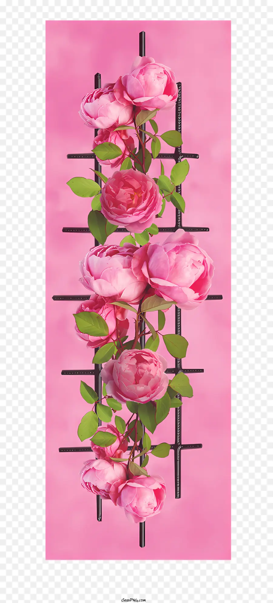 Rose Rose，Rose Pourpre PNG