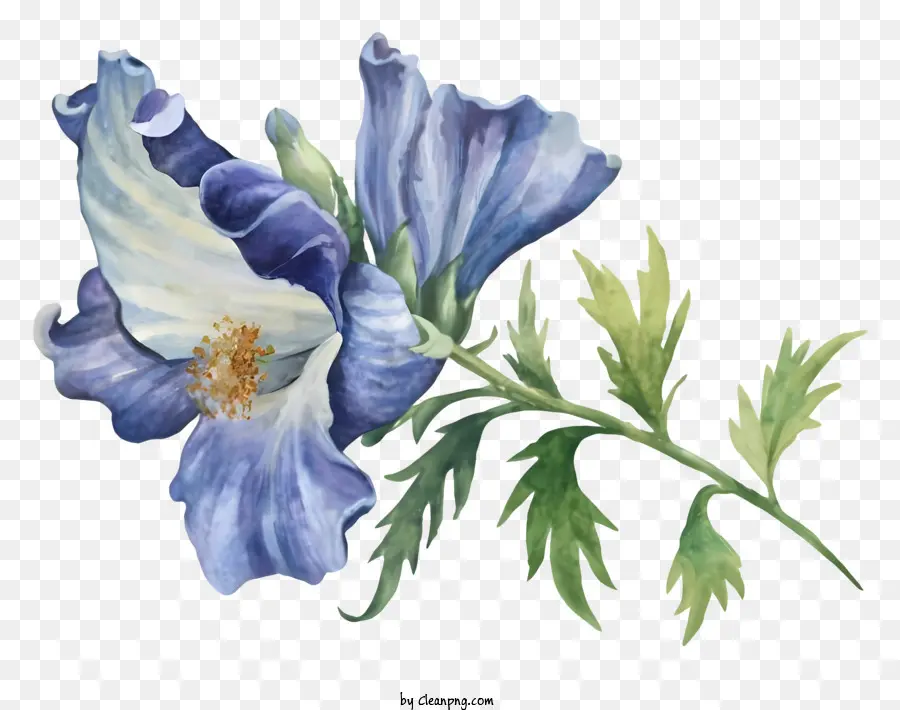 Fleur Bleue，Fleurs Bleues PNG