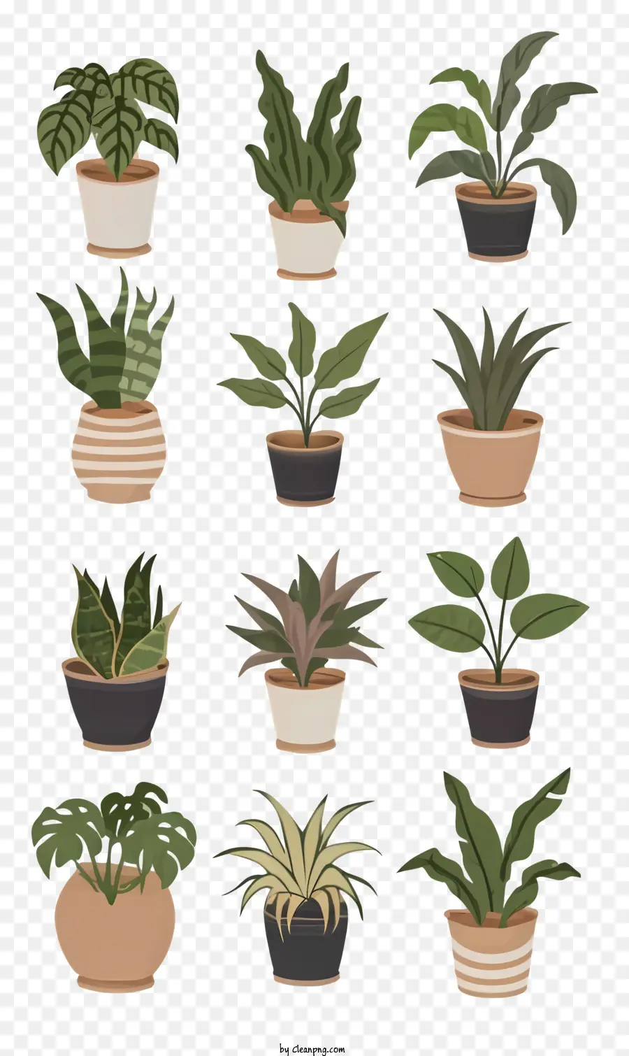 Les Plantes En Pots，Différents Types De Plantes PNG