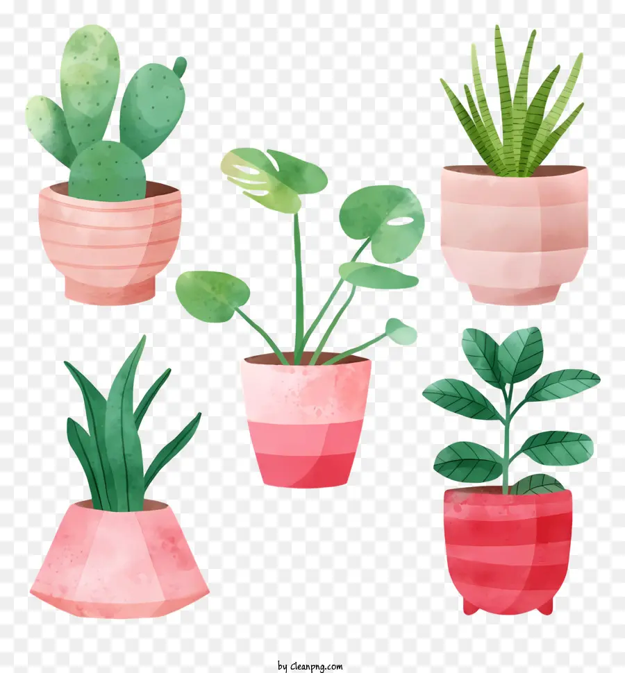 Plantes En Pot，Divers Pots PNG