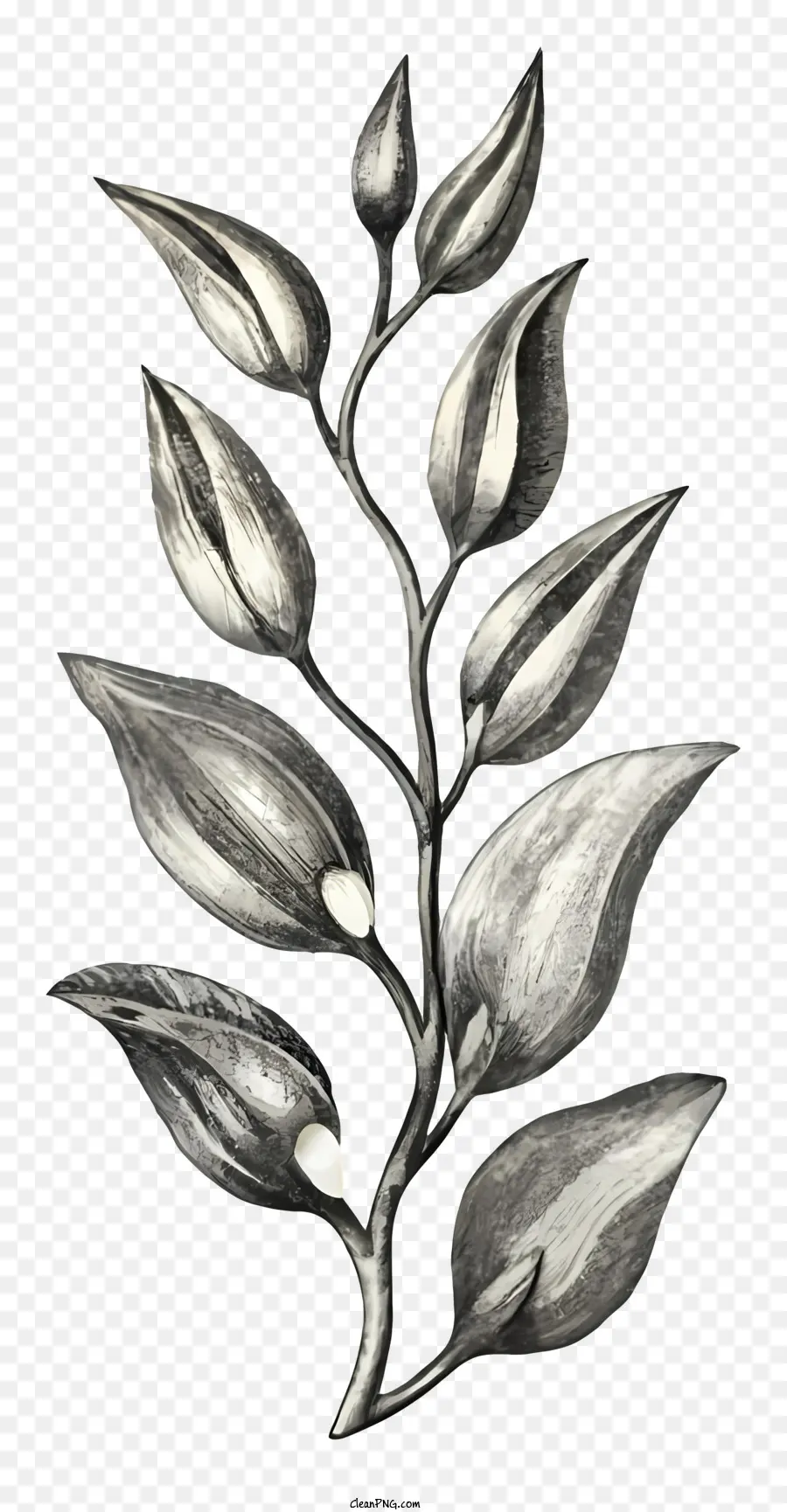 Fleur De Dessin，Noir Et Blanc Fleurs PNG