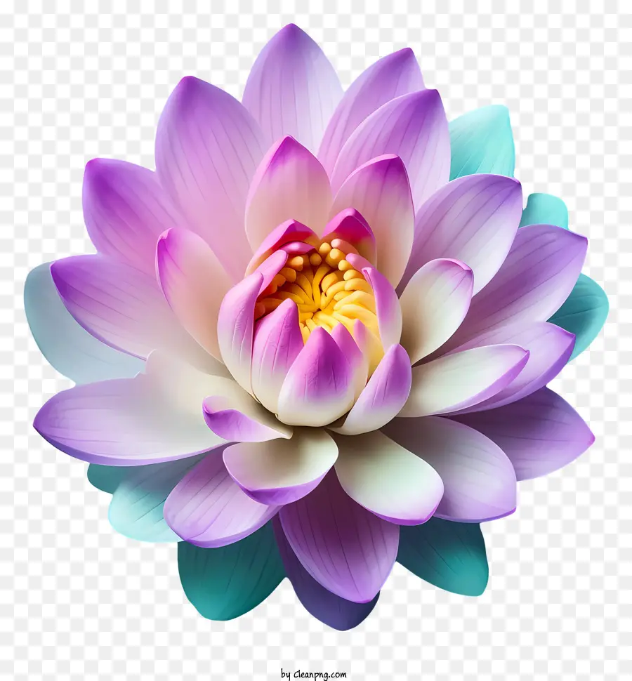 Fleur De Lotus Violet，Fleur De Lotus En Pleine Floraison PNG