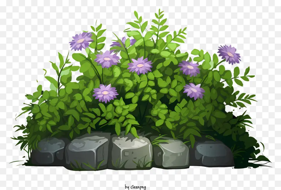 Fleurs Pourpres，Plante De Fleurs Violettes PNG