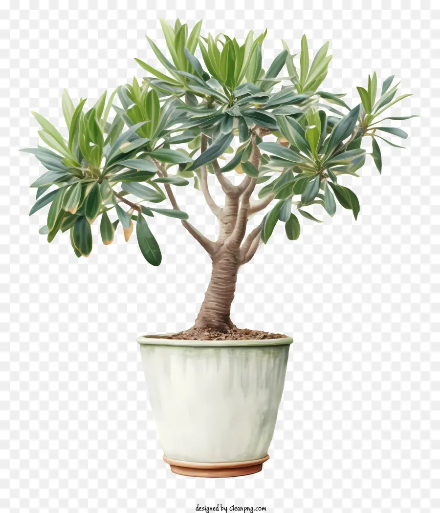 Plante De Jade，Bonsaï PNG