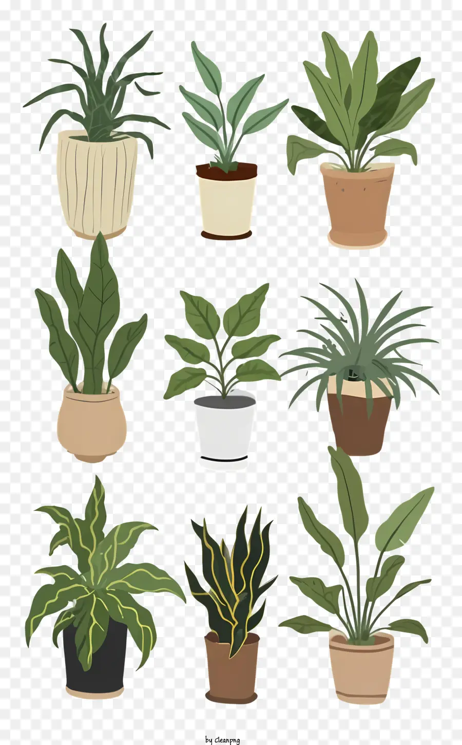 Les Plantes En Pot，Paumes En Pot PNG