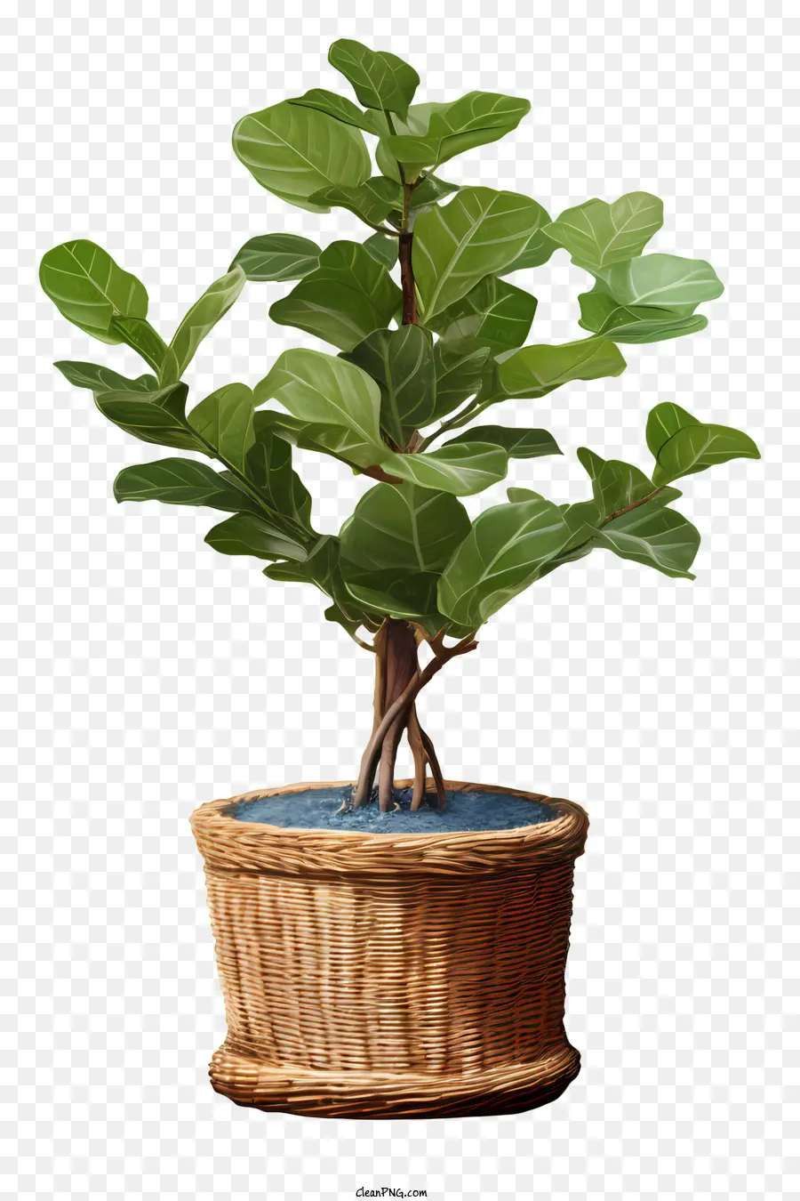 Ficus，Panier En Osier PNG