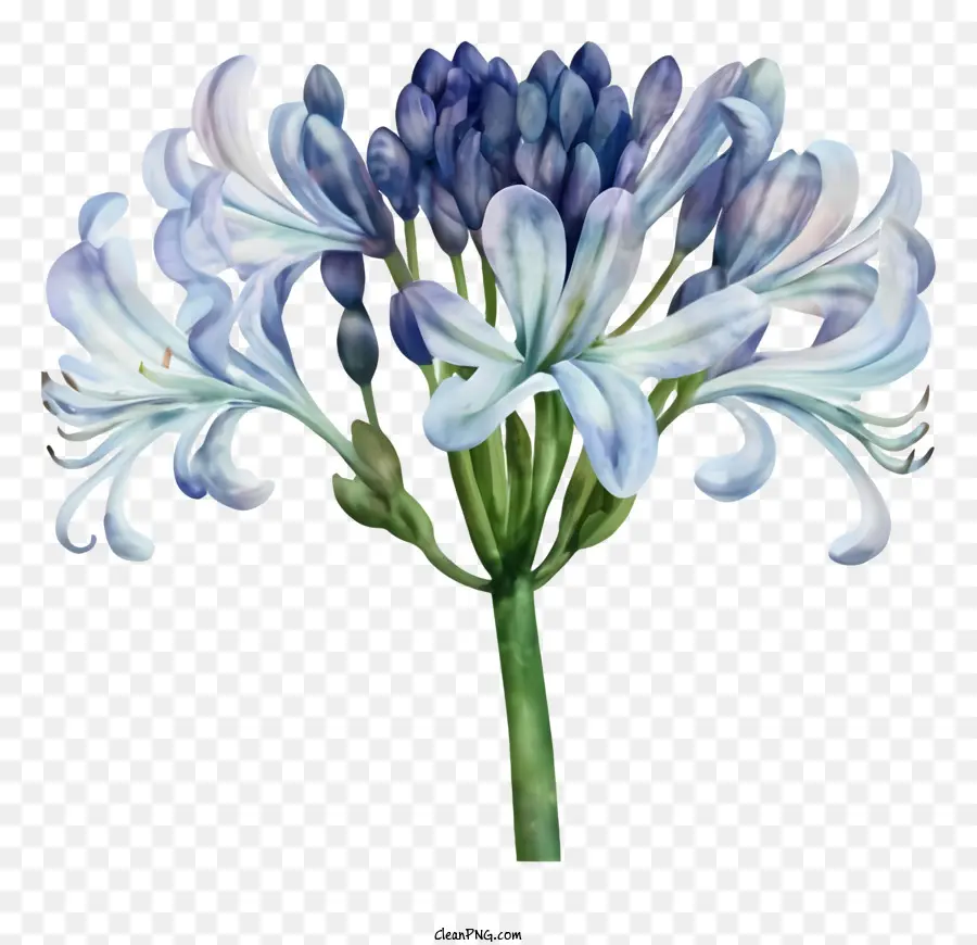 Fleur Bleue，La Jacinthe D' PNG