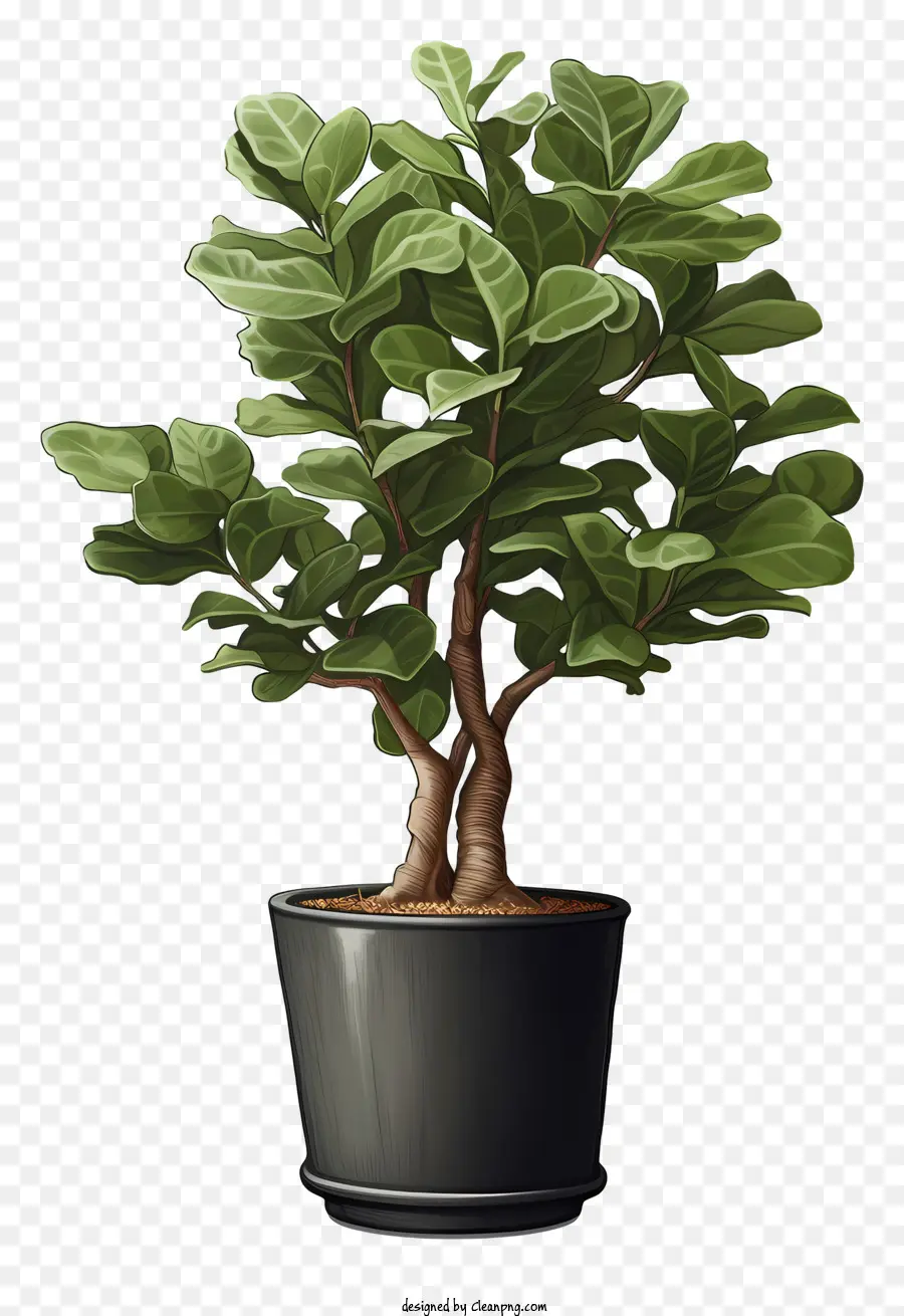 Ficus，Casserole Noire PNG