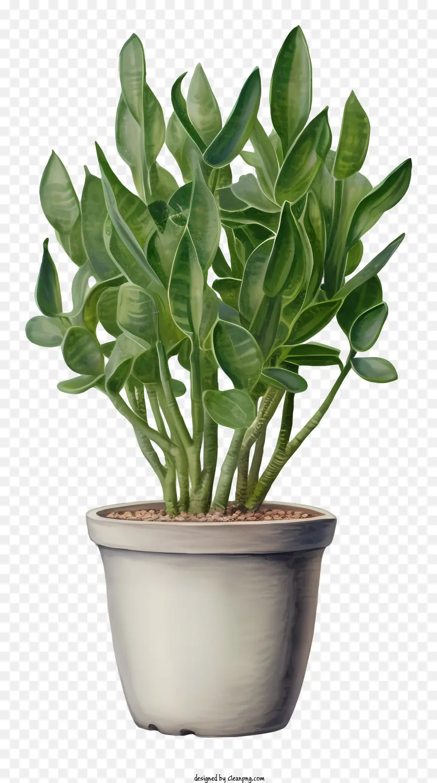 Petite Plante，Plante Verte PNG