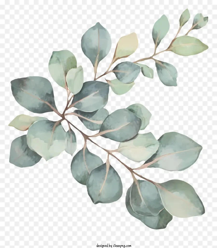 Eucalyptus Feuille，Feuille Verte PNG